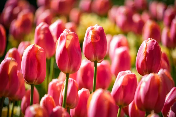 Blooming tulips flowerbed in Keukenhof flower garden, Netherlands — Stock Photo, Image
