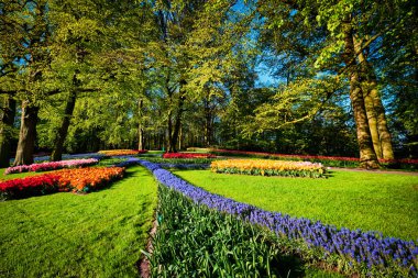 Çiçek açan laleler flowerbed Keukenhof Çiçek bahçesinde, Hollanda