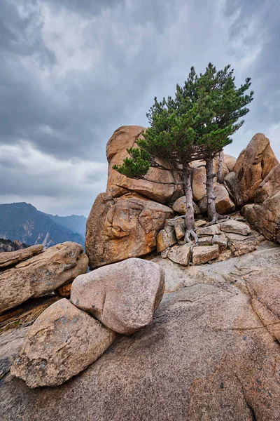 Rock s borovicemi v Seoraksan National Park, Jižní Korea — Stock fotografie