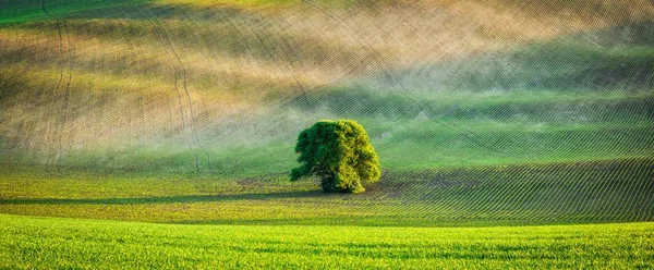 Panorama of lonely tree in ploughed field — Stock Photo, Image