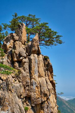 Çam ağacı ve rock cliff, Seoraksan Milli Parkı, Güney Kore
