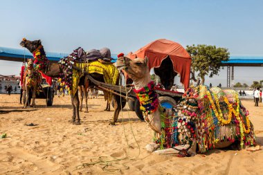 Hindistan'da yıllık Pushkar Camel Fuarı'nda Camels