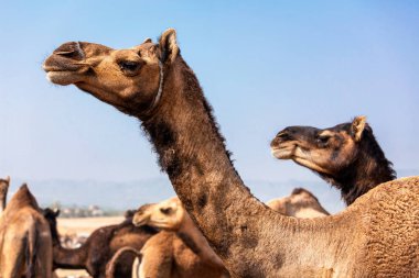 Rajasthan Pushkar Mela Camel fuarında Develer