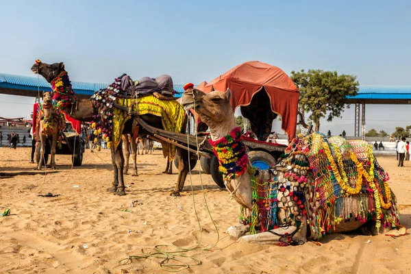 Hindistan'da yıllık Pushkar Camel Fuarı'nda Camels