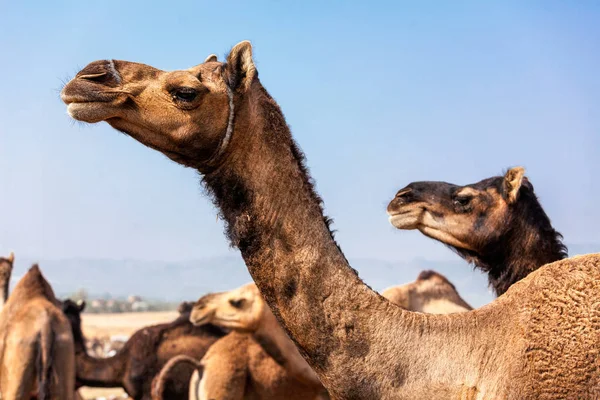 Верблюдів у Пушкар Mela в верблюді ярмарок в Раджастан — стокове фото