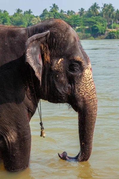 Elefant badet im Fluss — Stockfoto
