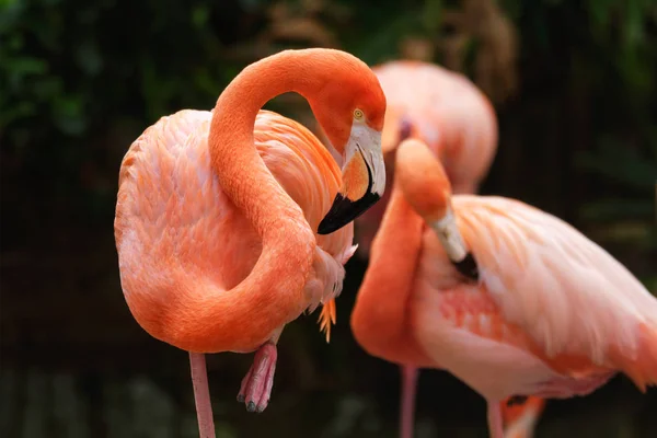 Flamingo americano Phoenicopterus ruber bird — Fotografia de Stock