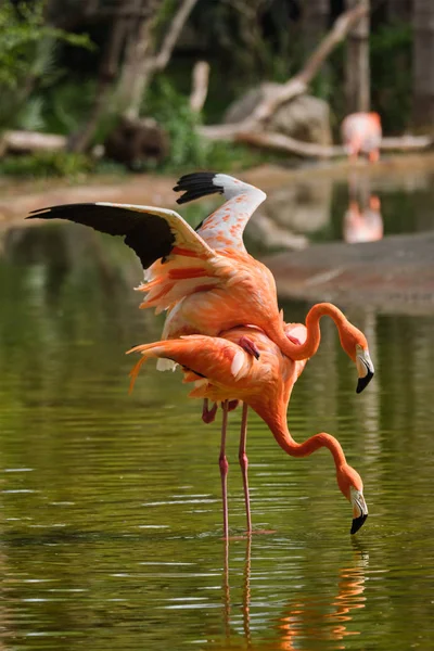 Flamingo americano Phoenicopterus ruber bird — Fotografia de Stock