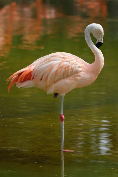Chilenischer Flamingo phoenicopterus chilensis — Stockfoto
