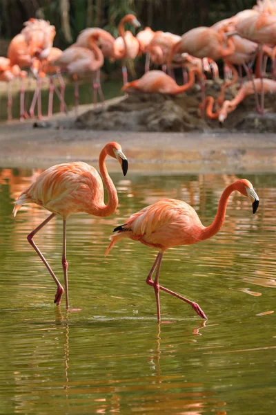 Американский фламинго Phoenicopterus ruber bird — стоковое фото