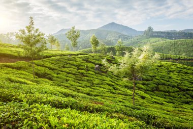 Gün doğumunda Munnar Yeşil çay tarlaları, Kerala, Hindistan