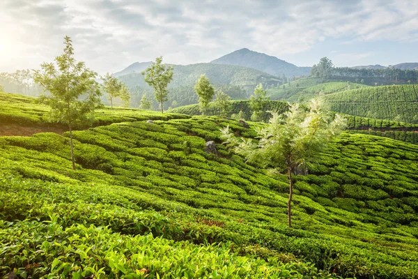 Zöld tea ültetvények Munnar a napfelkeltét, Kerala, India — Stock Fotó