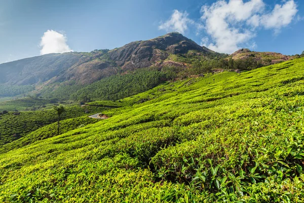 Piantagioni di tè in India — Foto Stock