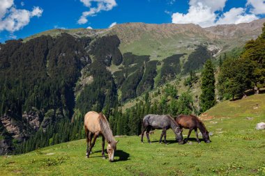 Dağlardaki atlar. Himachal Pradesh, Hindistan