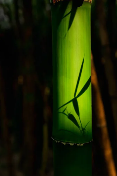Bambú de cerca en el bosque de bambú — Foto de Stock