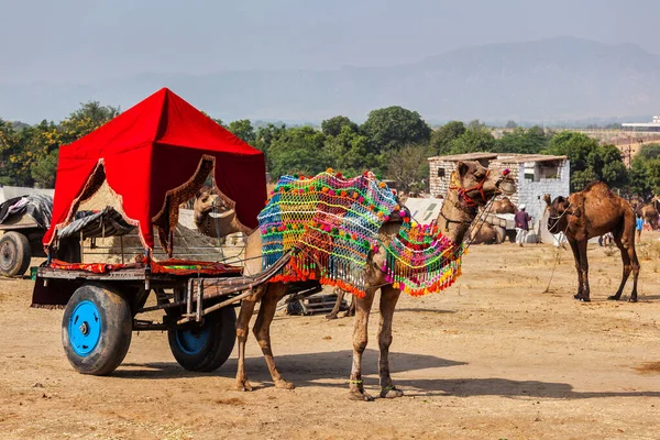 Velbloudí taxi. Pushkar Mela Pushkar Velbloudí trh. Pushkar, Rajasthan, Indie — Stock fotografie