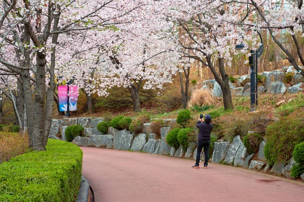 公園内の桜並木の開花 — ストック写真