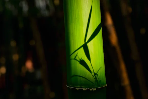 Bambu perto no bosque de bambu — Fotografia de Stock