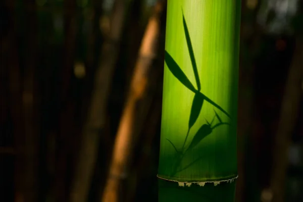 Bambu perto no bosque de bambu — Fotografia de Stock