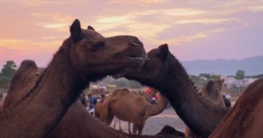 Pushkar mela deve fuarında develer öpüşür. Gün doğumunda develer birbirlerini öperler. Hint festivali Kartik mela. Pushkar, Rajasthan, Hindistan