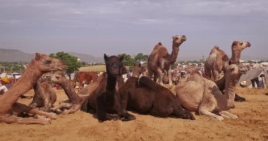 Develer tarlada Pushkar mela deve fuarını takas ediyor. Develer gün doğumunda çiğniyor. Ünlü Hint festivali Kartik mela. Pushkar, Rajasthan, Hindistan