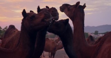 Gün batımında Pushkar mela deve fuarında develer. Develer yer ve ticaret, rekabet, gösteri ve performans bekler. Geleneksel Hint festivali Kartik mela 'da hayvanlar. Pushkar, Rajasthan, Hindistan