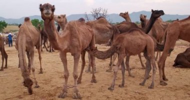 Pushkar mela deve fuarında develer. Develer ticaret, rekabet, gösteri ve performans bekler. Geleneksel Hint festivali Kartik mela 'da sağlıklı evcil hayvanlar. Pushkar, Rajasthan, Hindistan