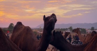 Gün batımında Pushkar mela deve fuarında develer. Develer yer ve ticaret, rekabet, gösteri ve performans bekler. Geleneksel Hint festivali Kartik mela 'da hayvanlar. Pushkar, Rajasthan, Hindistan