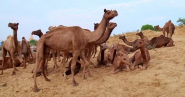 Pushkar mela deve fuarında develi bebekler. Develer ticaret, rekabet, gösteri ve performans bekler. Geleneksel Hint festivali Kartik mela 'da sağlıklı hayvanlar. Pushkar, Rajasthan, Hindistan