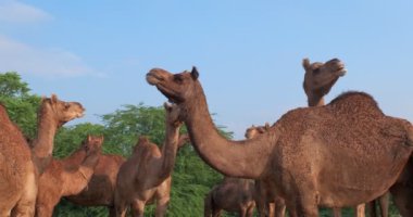 Pushkar mela deve festivalinde deve sürüsü. Hayvanlar yemek yer, kutsal şehrin kenar mahallelerini çiğner. Ticaret, rekabet, gösteri ve performans bekliyorlar. Hint kartik mela 'sı. Rajasthan, Hindistan