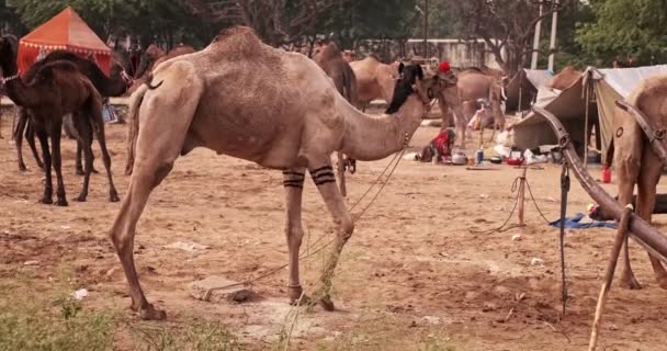 ラクダはフィールドでプシュカル ラクダのフェアを交換します ラクダの日の出に噛む食べている 有名なインドの祭りのカルトメラ プシュカルラジャスタンインド — ストック動画