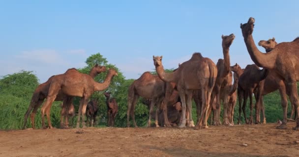 Kamelherde Auf Dem Kamelfest Pushkar Mela Tiere Fressen Kauen Rande — Stockvideo