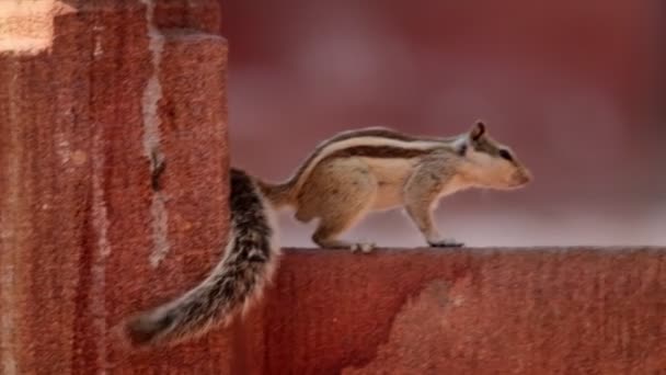 Tupai Palem India Funambulus Palmarum Dinding Merah Muda Tupai Palem — Stok Video