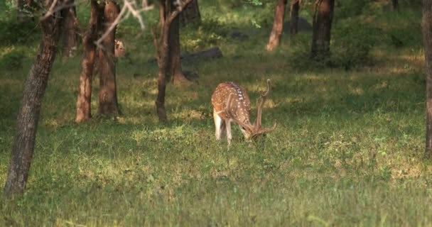 印度拉贾斯坦邦Ranthambore国家公园森林丛林中斑点鹿公鹿也被称为 轴心鹿 — 图库视频影像