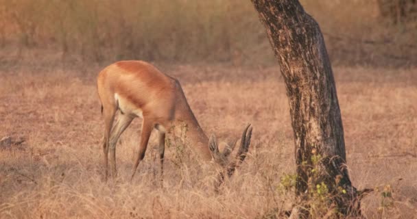 Vuxen Indisk Bennetti Gasell Eller Chinkara Promenader Och Bete Skogen — Stockvideo