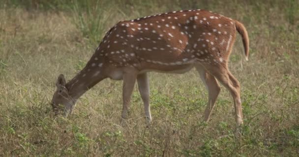 Hermosa Hembra Chital Ciervo Manchado Pastando Parque Nacional Ranthambore Rajastán — Vídeo de stock