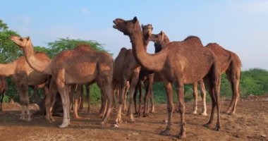 Pushkar mela deve fuarında sağlıklı develer sürüsü. Develer çiğniyor. Ünlü Hint festivali Kartik mela. Pushkar, Rajasthan, Hindistan. Kamera döndürme