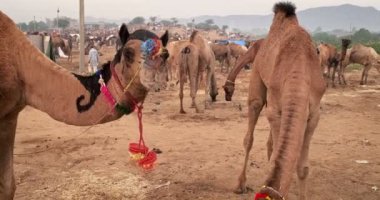 Pushkar mela tarlada deve ticareti yapıyor. Dekorasyonlu develer gün doğumunda çiğniyor. Ünlü Hint festivali Kartik mela. Pushkar, Rajasthan, Hindistan