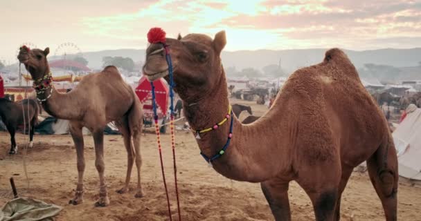 Tevék Pushkar Mela Tevefesztiválon Napkeltekor Várják Kereskedelmet Híres Indiai Fesztivál — Stock videók