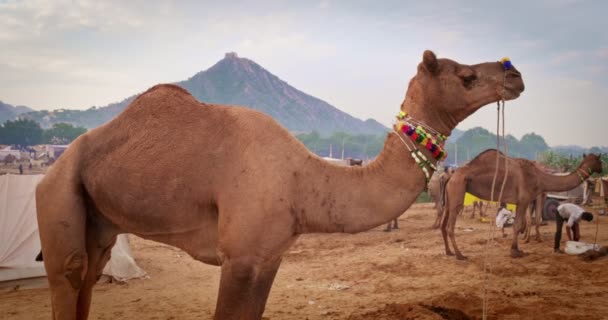 Pushkar Mela Handluje Wielbłądami Polu Wielbłąd Dekoracji Stojących Góry Pushkar — Wideo stockowe