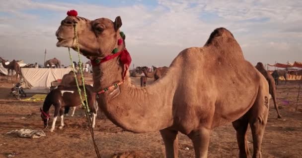 現場でのプシュカル メラ取引ラクダフェア 日の出に噛む装飾とラクダ 有名なインドの祭りのカルトメラ プシュカルラジャスタンインド — ストック動画