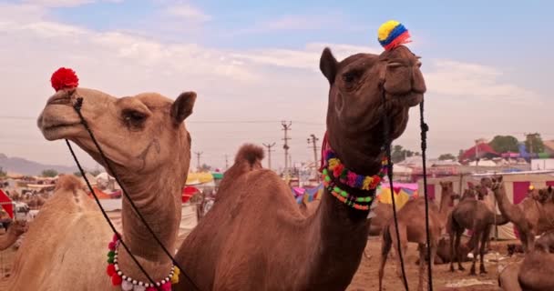 시장의 아름다운 커플이야 화환으로 장식된 낙타들 인도의 축제인 멜라입니다 라자스탄의 — 비디오