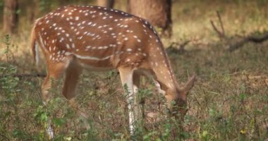 Ranthambore Ulusal Parkı, Rajasthan, Hindistan 'da güzel bir dişi geyik otluyor.
