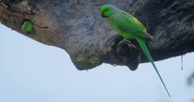 Gül, Ranthambore Ulusal Parkı, Rajasthan 'da yiyecek arayan bir ağaç koçanı üzerinde papağan halkası taktı. Hindistan
