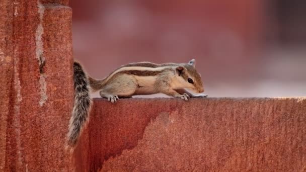 粉红墙上的印度棕榈松鼠 Funambulus Palmarum 三纹棕榈松鼠 Three Striped Palm Squirrel 是一种啮齿类动物 原产于印度和斯里兰卡 — 图库视频影像