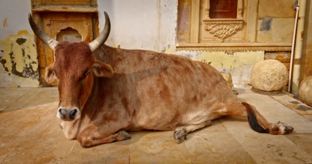 Santa Vacca Indiana Spensierata Animale Sdraiata Sulla Strada Jaisalmer Rajasthan — Video Stock