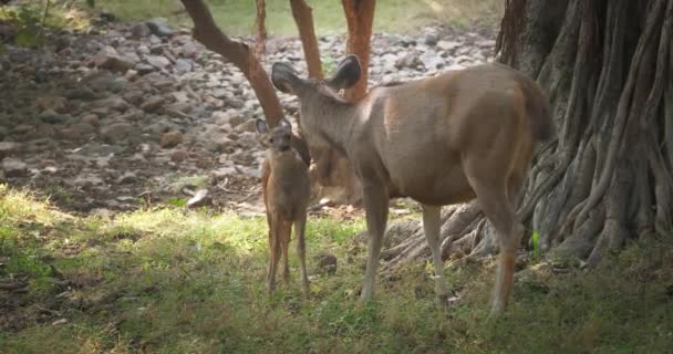 Beautiful Mother Sambar Deer Rusa Unicolor Washing Baby Deer Forest — Stock Video