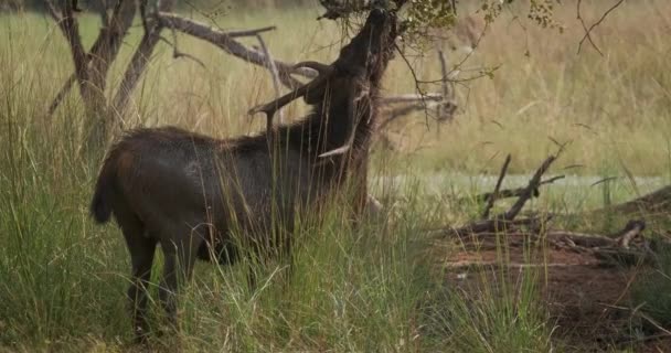 Ciervo Macho Rusa Unicolor Pastando Bosque Sambar Gran Ciervo Nativo — Vídeo de stock