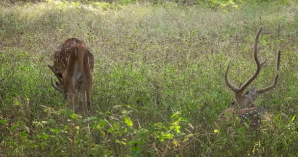 印度拉贾斯坦邦Ranthambore国家公园的森林丛林中 两只雄性斑点鹿或猎鹿也被称为 — 图库视频影像