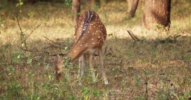 印度拉贾斯坦邦Ranthambore国家公园美丽的母鹿或斑点鹿放牧 — 图库视频影像